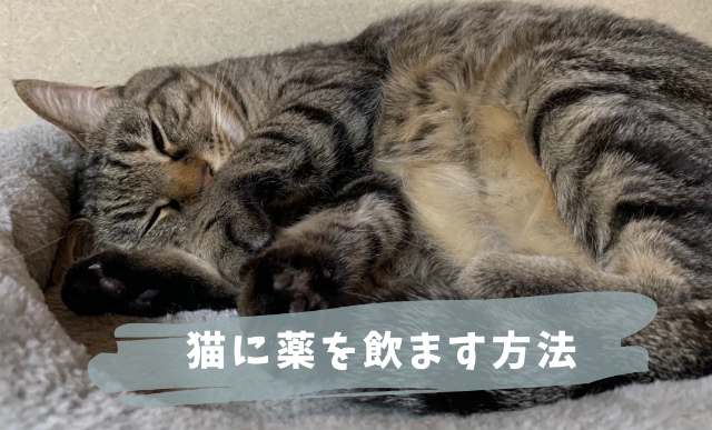 10年でやっとわかった【猫に薬を飲ます方法！ピルガンよりミトン】とコツ