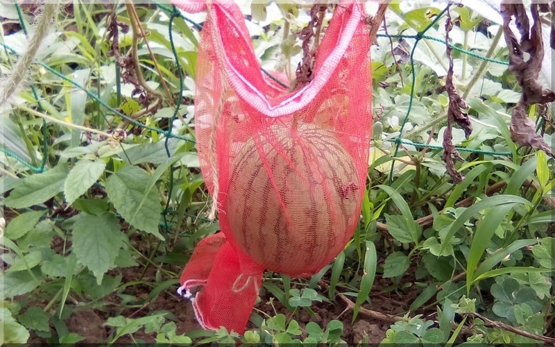 f:id:mitsuba64:20190824092249j:image f:id:mitsuba64:20190824092249j:image