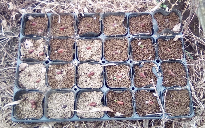 ソラマメ発芽中
