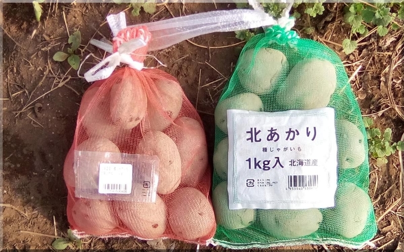 f:id:mitsuba64:20200314104504j:image f:id:mitsuba64:20200314104504j:image