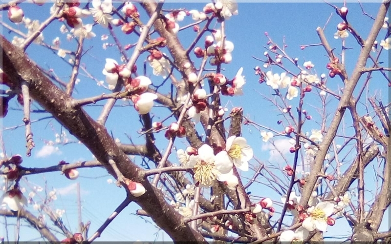 f:id:mitsuba64:20210220125953j:image