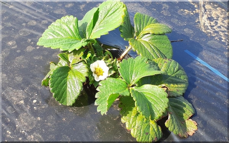 f:id:mitsuba64:20220402092532j:image