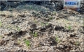 タマネギ発芽
