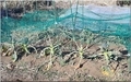 鳥さんに葉が食べられたブロッコリー
