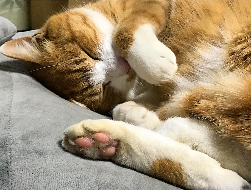 f:id:mitsue-m:20190212203606j:image f:id:mitsue-m:20190212203606j:image