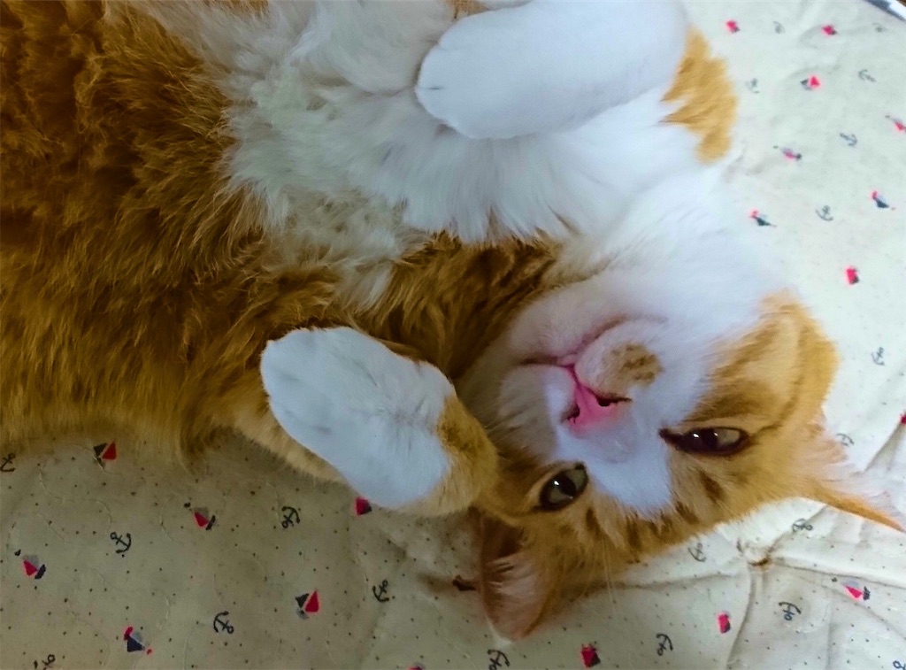 f:id:mitsue-m:20190212203618j:image f:id:mitsue-m:20190212203618j:image