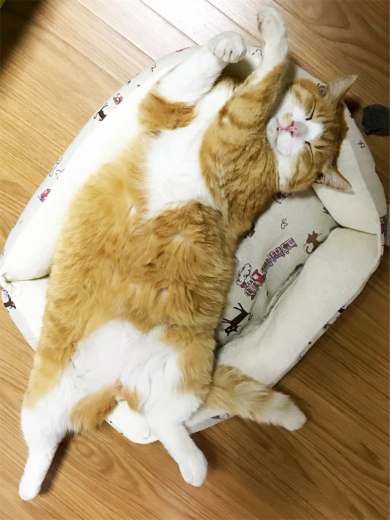 f:id:mitsue-m:20190212203736j:image f:id:mitsue-m:20190212203736j:image