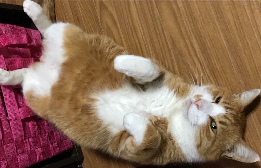 f:id:mitsue-m:20190212203929j:image f:id:mitsue-m:20190212203929j:image