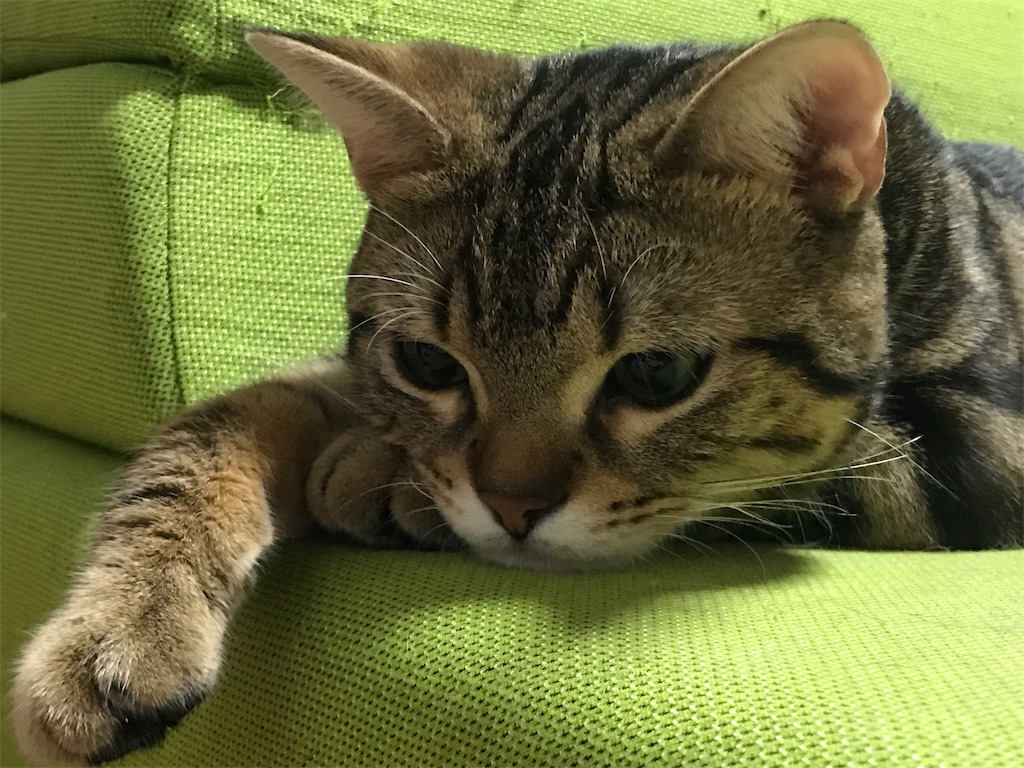 f:id:mitsue-m:20190212210552j:image f:id:mitsue-m:20190212210552j:image