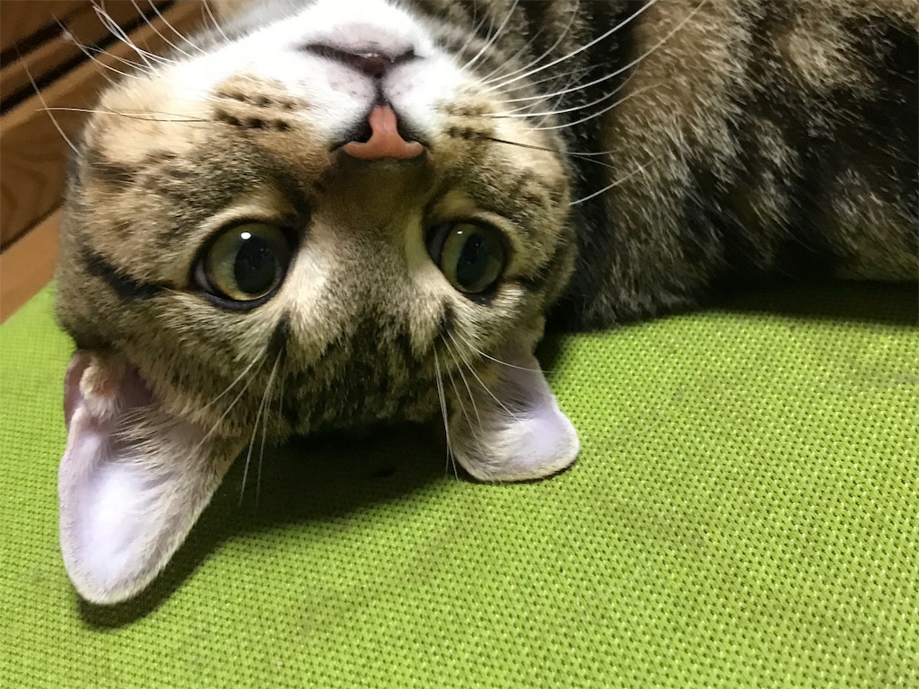 f:id:mitsue-m:20190212210632j:image f:id:mitsue-m:20190212210632j:image