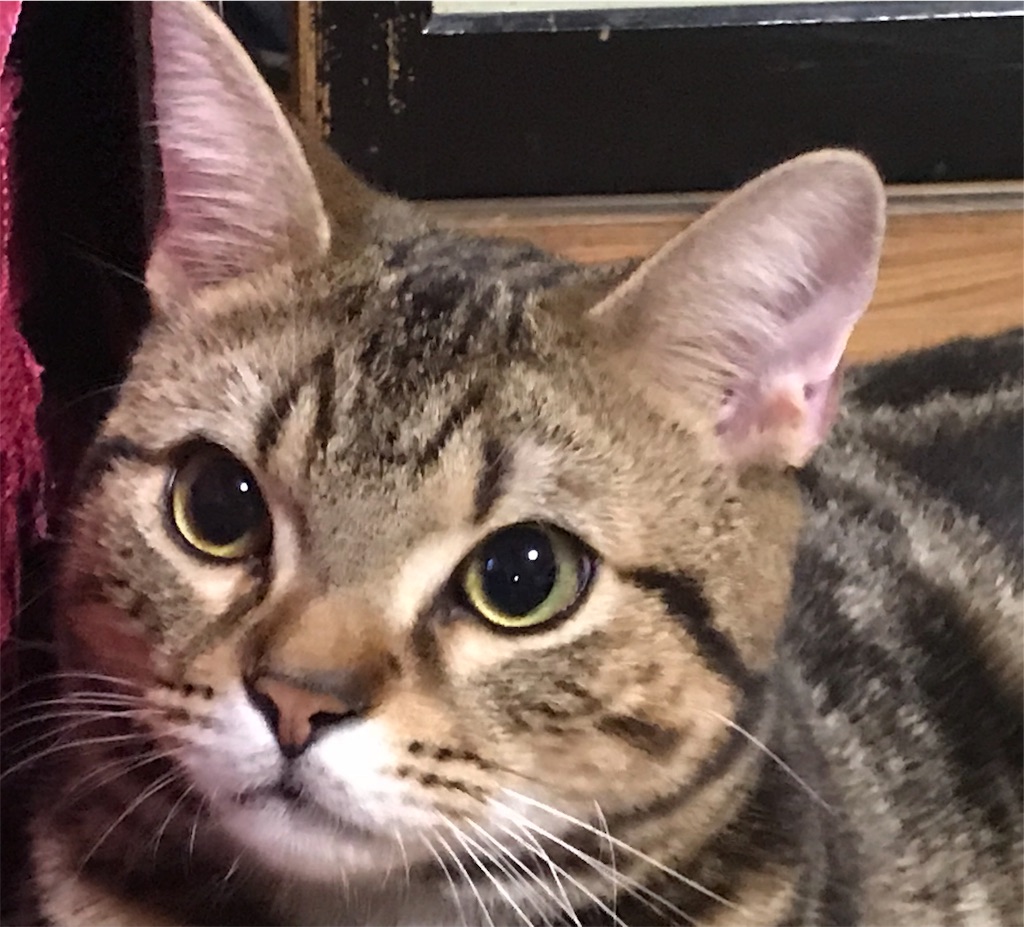 f:id:mitsue-m:20190212211044j:image f:id:mitsue-m:20190212211044j:image