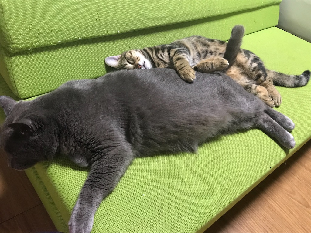 f:id:mitsue-m:20190212213441j:image f:id:mitsue-m:20190212213441j:image