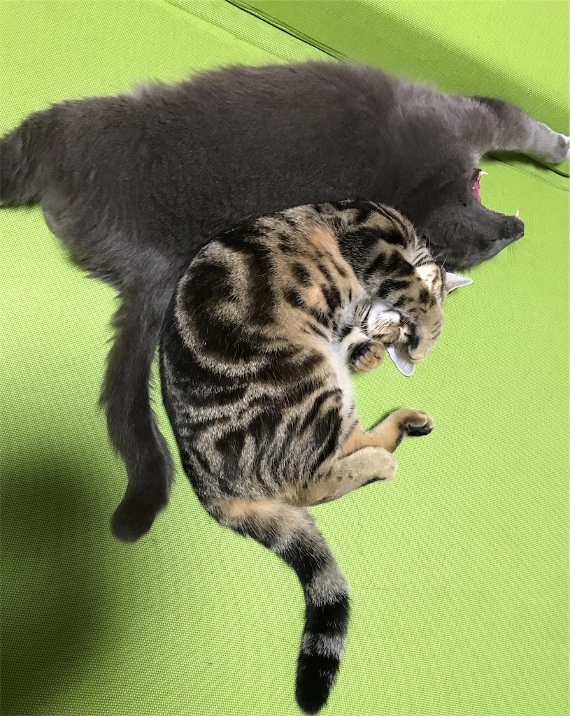 f:id:mitsue-m:20190212213454j:image f:id:mitsue-m:20190212213454j:image