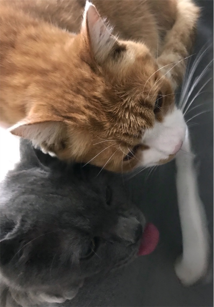 f:id:mitsue-m:20190212213458j:image f:id:mitsue-m:20190212213458j:image