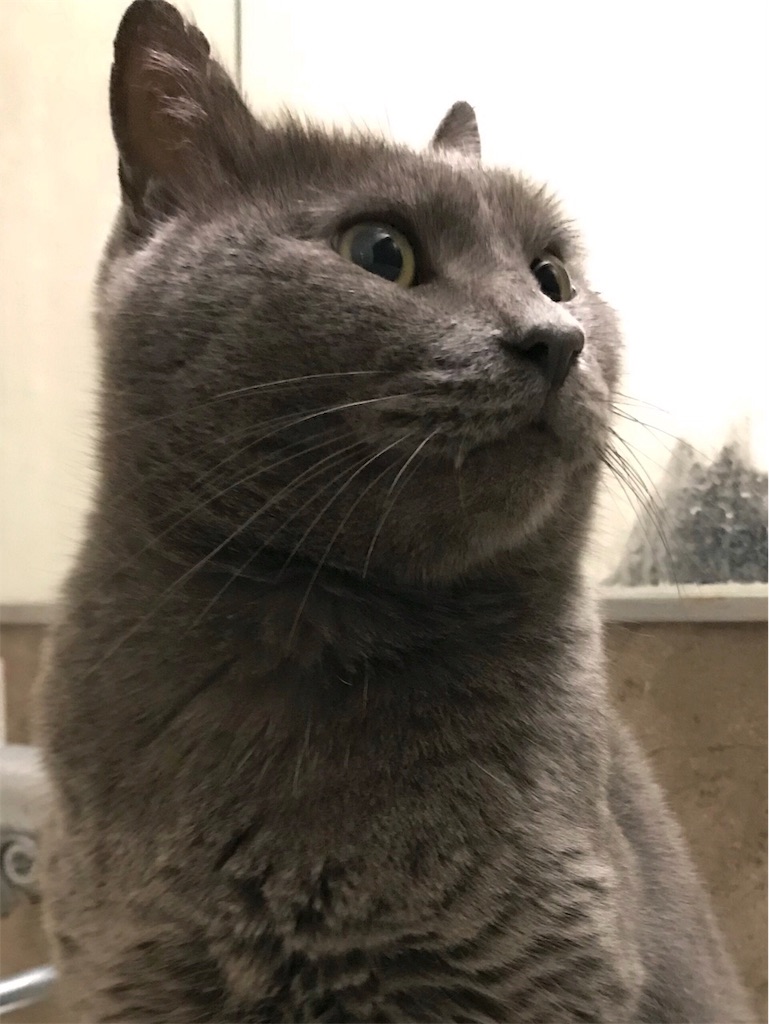 f:id:mitsue-m:20190212214257j:image f:id:mitsue-m:20190212214257j:image