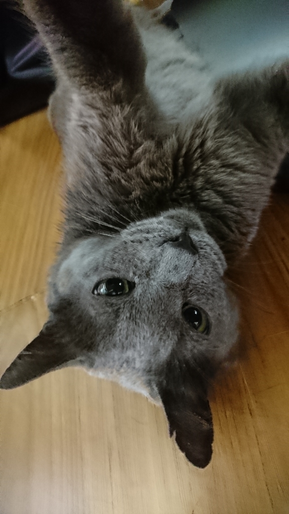 f:id:mitsue-m:20190214002201j:plain f:id:mitsue-m:20190214002201j:plain