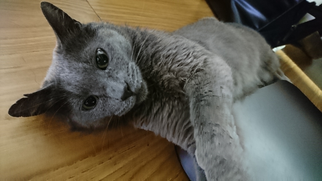 f:id:mitsue-m:20190214235652j:plain f:id:mitsue-m:20190214235652j:plain