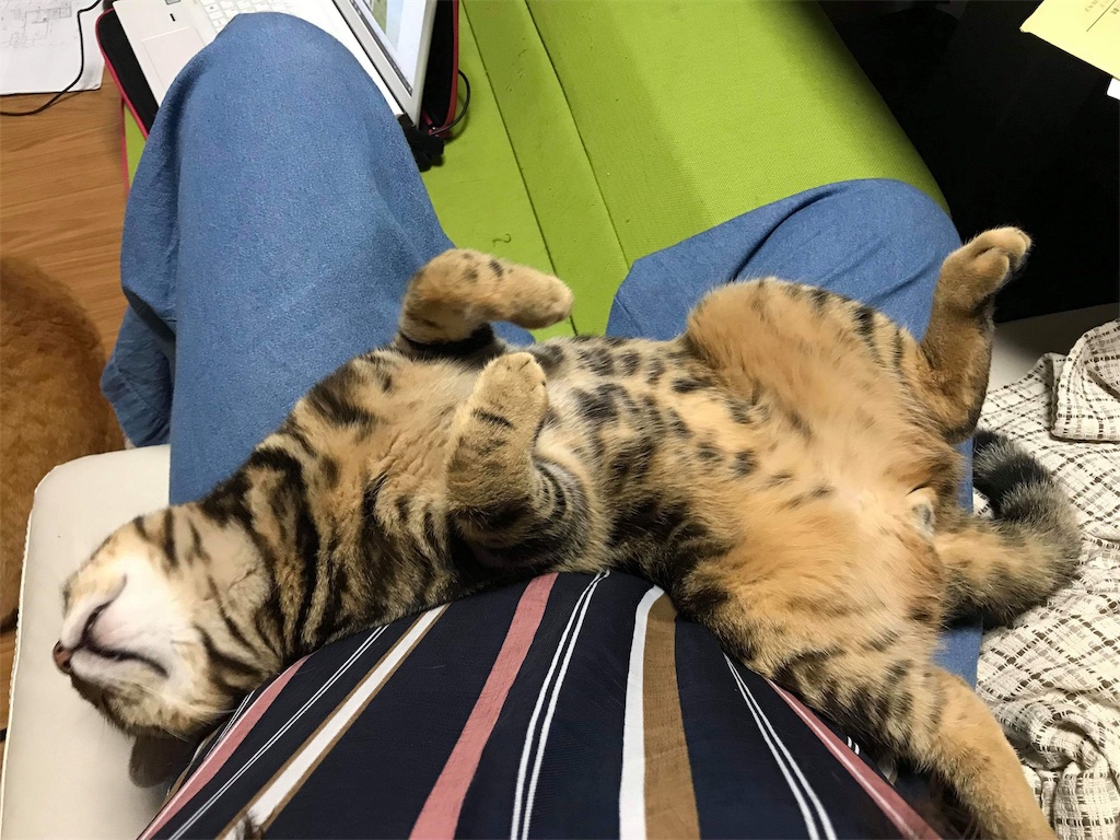 f:id:mitsue-m:20190215003643j:image f:id:mitsue-m:20190215003643j:image