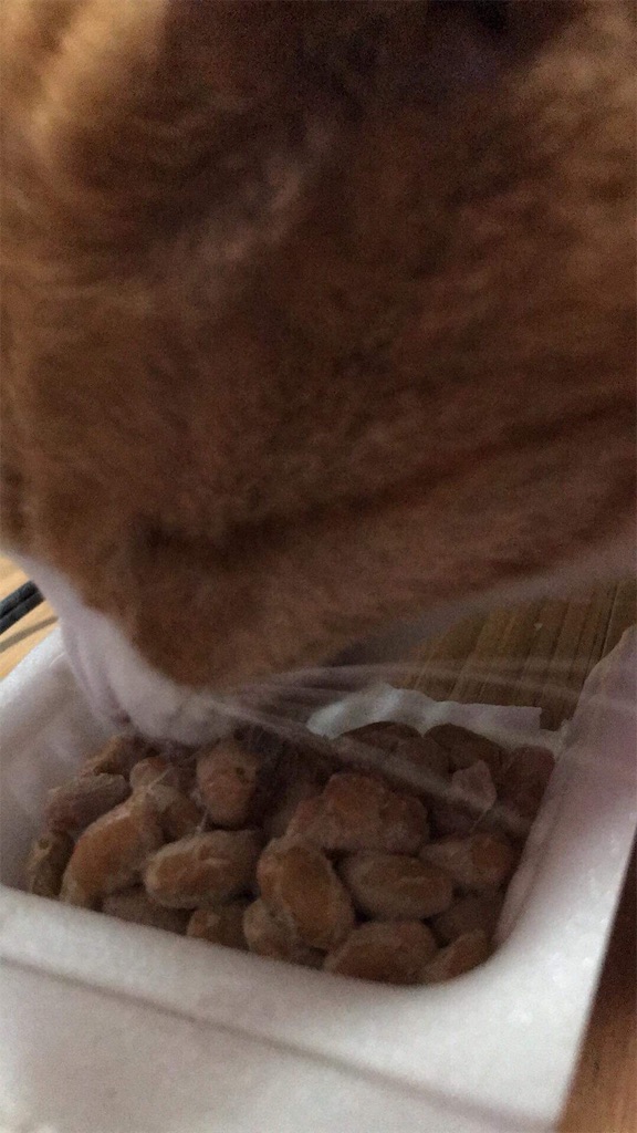 f:id:mitsue-m:20190215011010j:image f:id:mitsue-m:20190215011010j:image