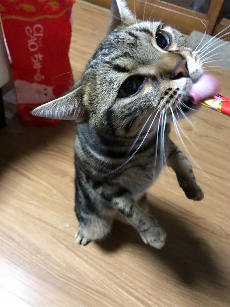 f:id:mitsue-m:20190216001602j:image f:id:mitsue-m:20190216001602j:image