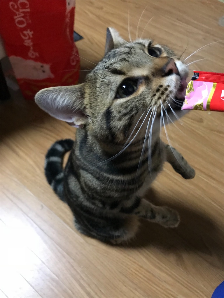 f:id:mitsue-m:20190216001622j:image f:id:mitsue-m:20190216001622j:image