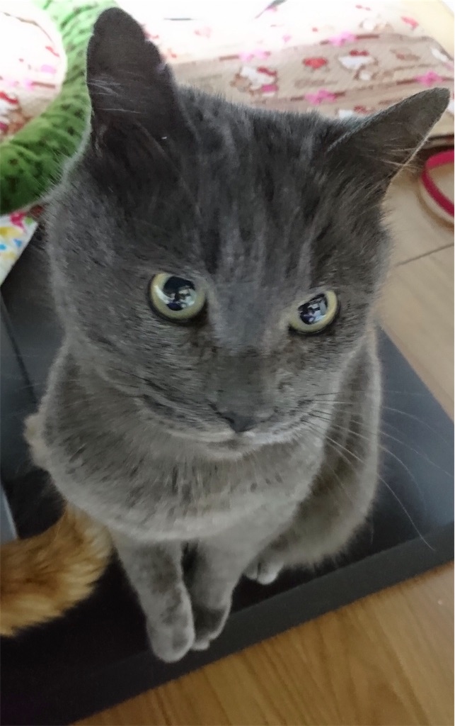 カーヤ 猫の名前の由来 愛猫中心生活 もっと一緒にいたいから カーヤ 猫の名前の由来 愛猫中心生活 もっと一緒にいたいから