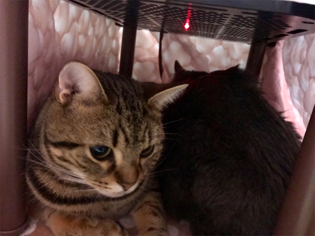 f:id:mitsue-m:20190331213057j:image f:id:mitsue-m:20190331213057j:image