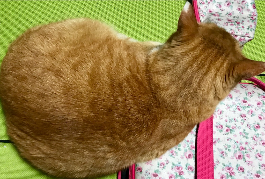 f:id:mitsue-m:20190331213105j:image f:id:mitsue-m:20190331213105j:image
