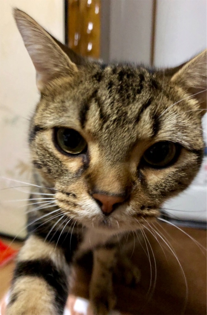 f:id:mitsue-m:20190404214036j:image