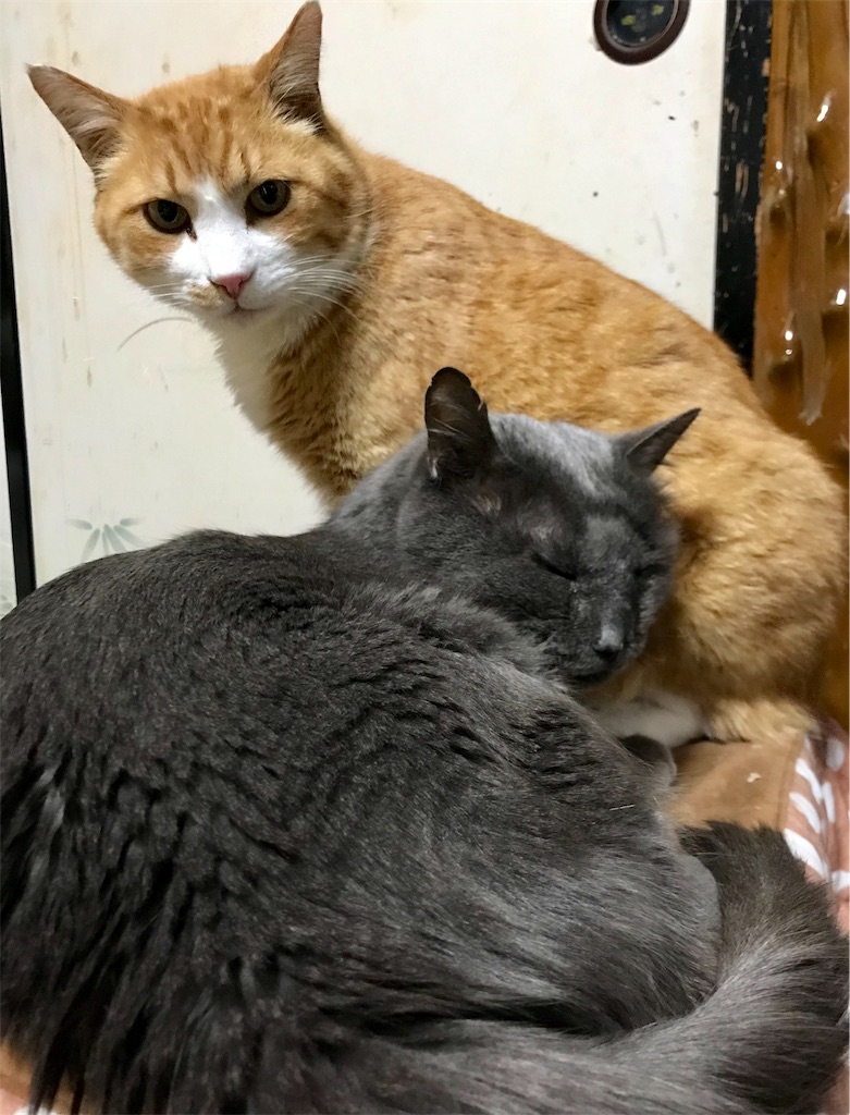 f:id:mitsue-m:20190404214040j:image
