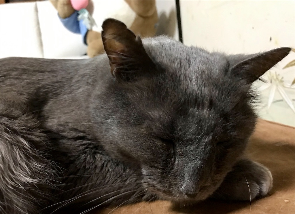 f:id:mitsue-m:20190404214044j:image
