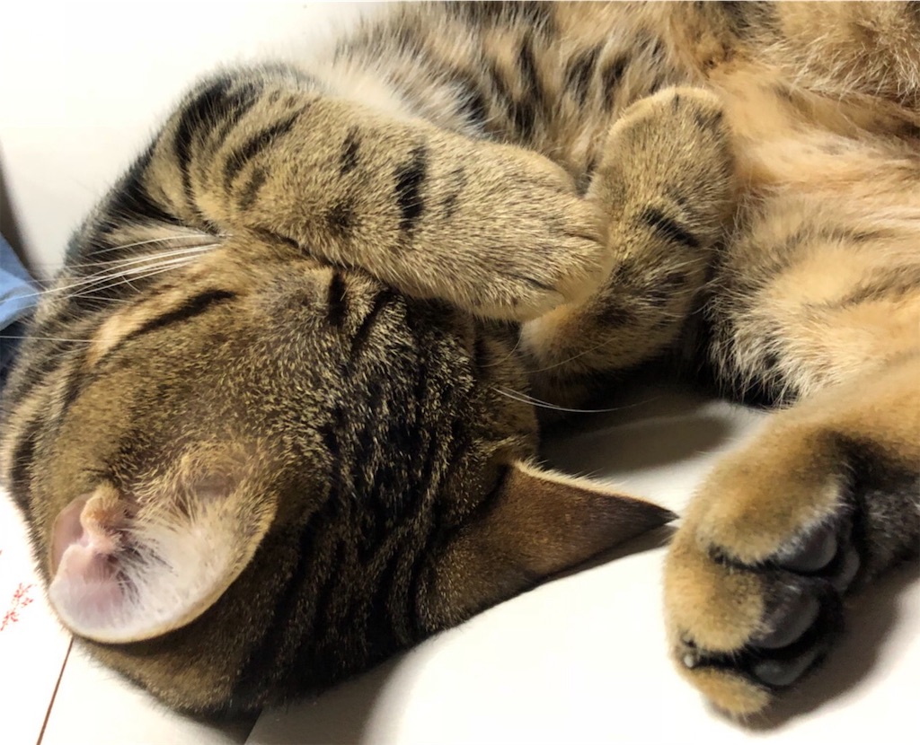 f:id:mitsue-m:20190404214048j:image