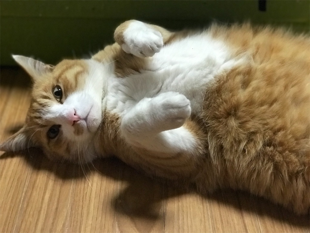 f:id:mitsue-m:20190418234450j:image