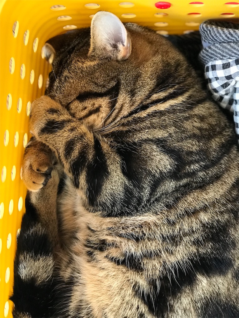 f:id:mitsue-m:20190418234645j:image