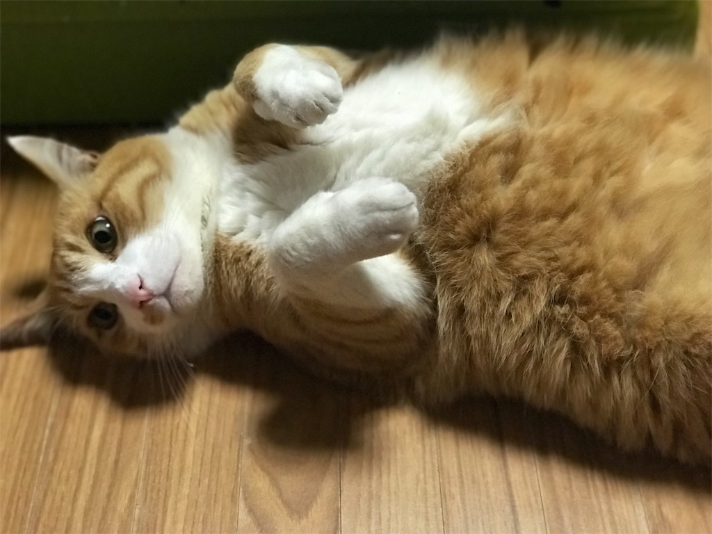 f:id:mitsue-m:20190418235028j:image