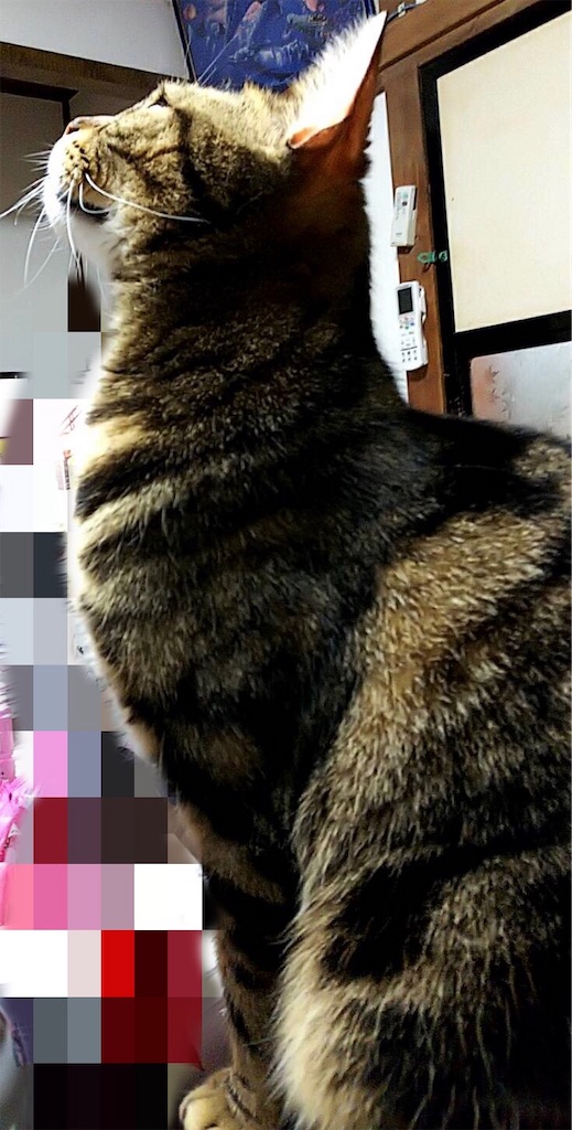 f:id:mitsue-m:20190518013024j:image f:id:mitsue-m:20190518013024j:image