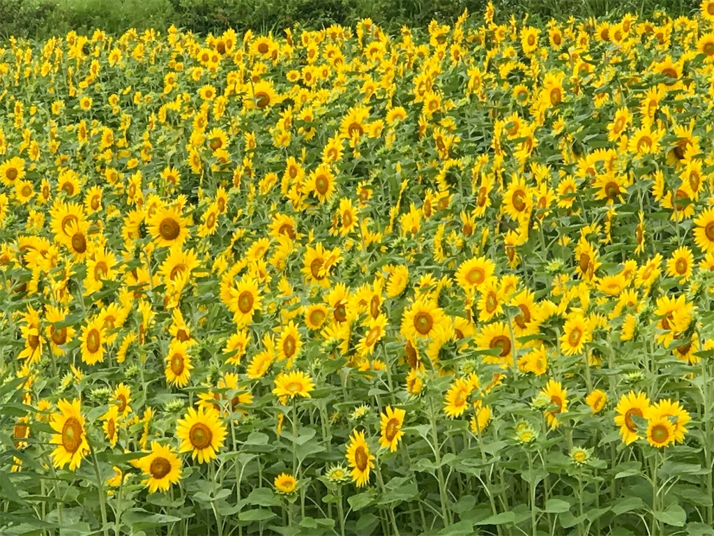 f:id:mitsue-m:20190518022315j:image f:id:mitsue-m:20190518022315j:image