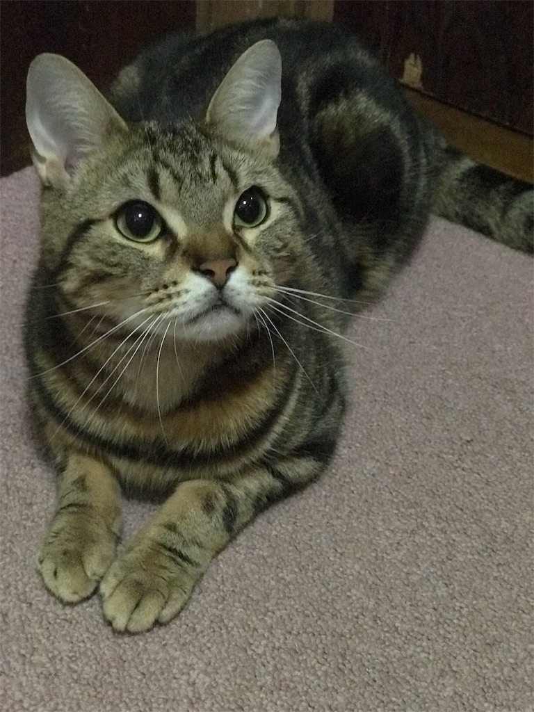 f:id:mitsue-m:20190705205514j:image