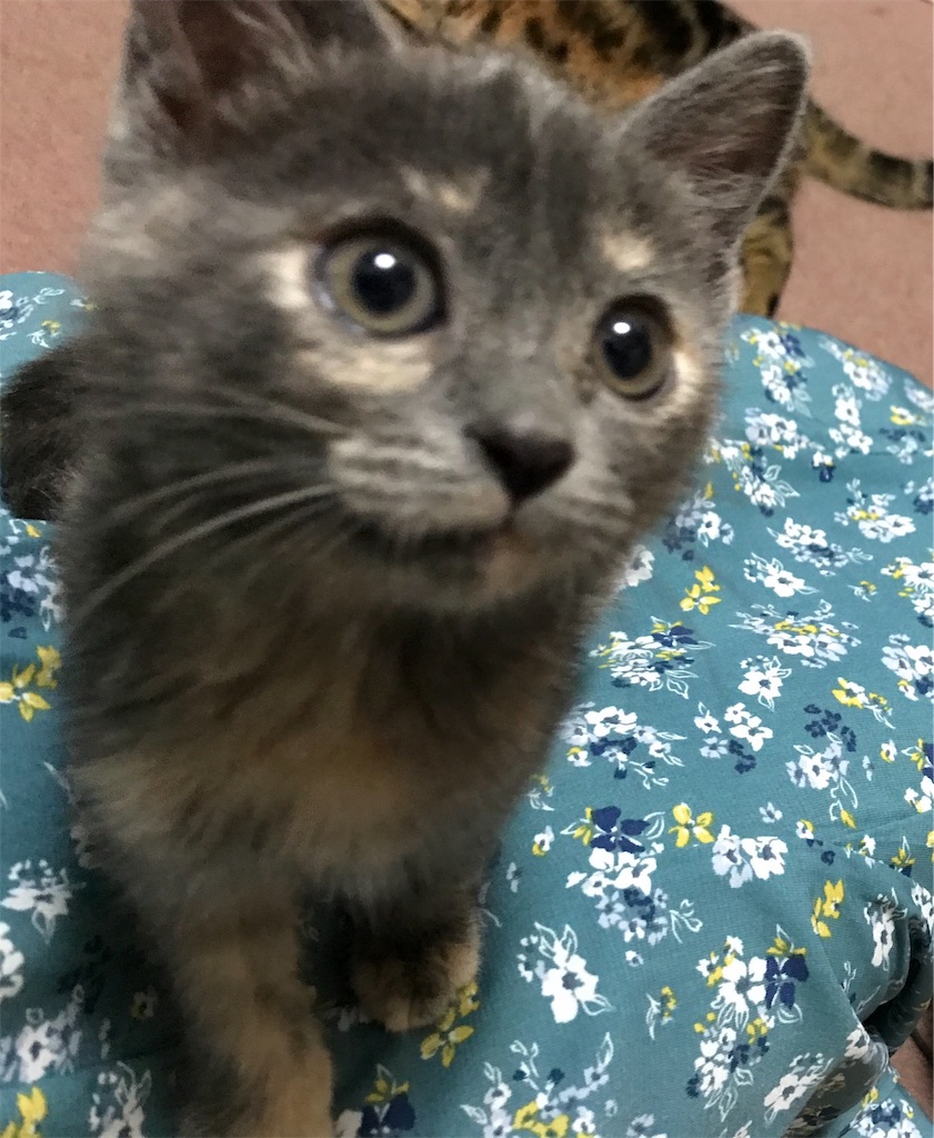 f:id:mitsue-m:20190706011335j:image