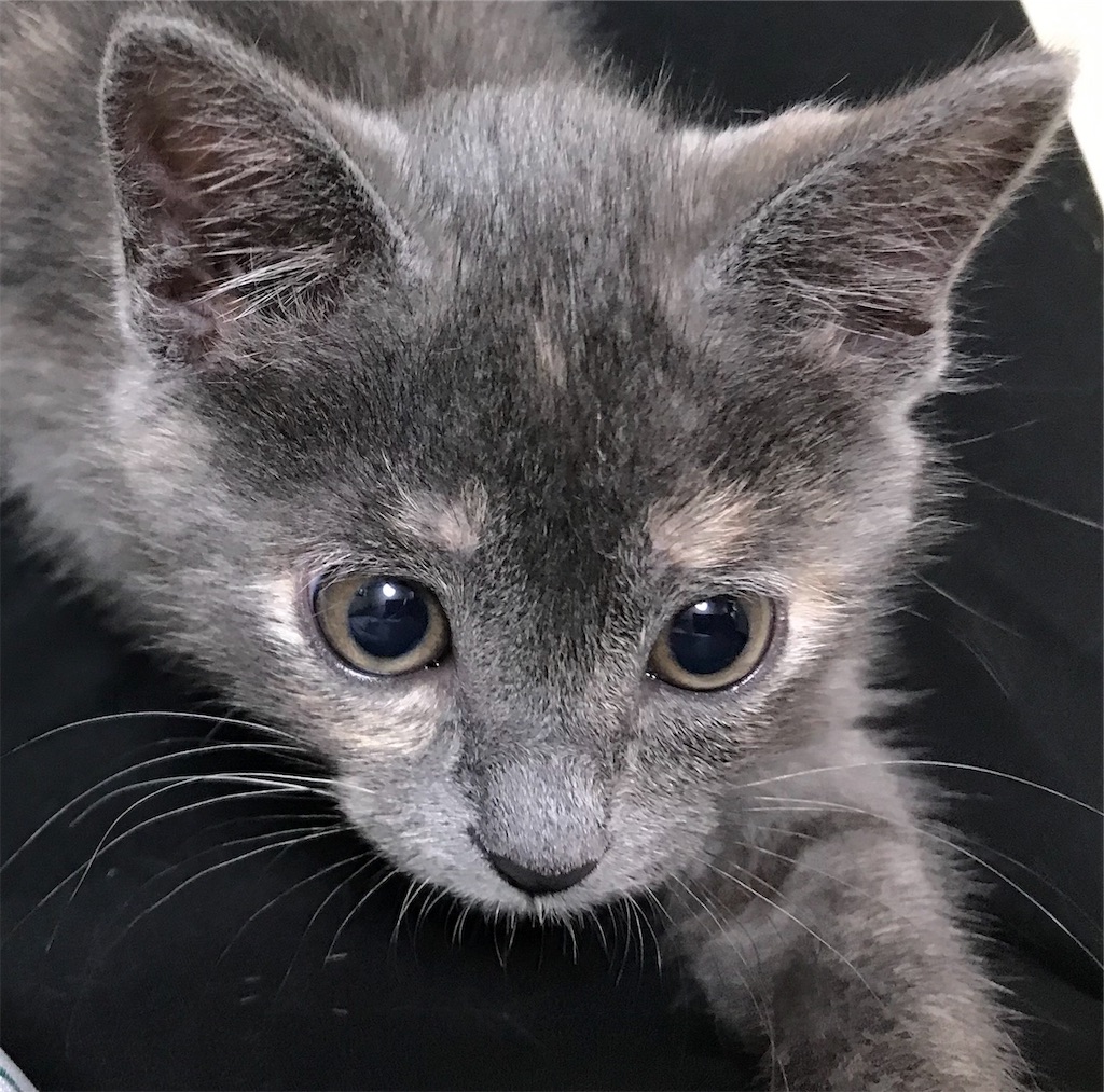 f:id:mitsue-m:20190706011420j:image