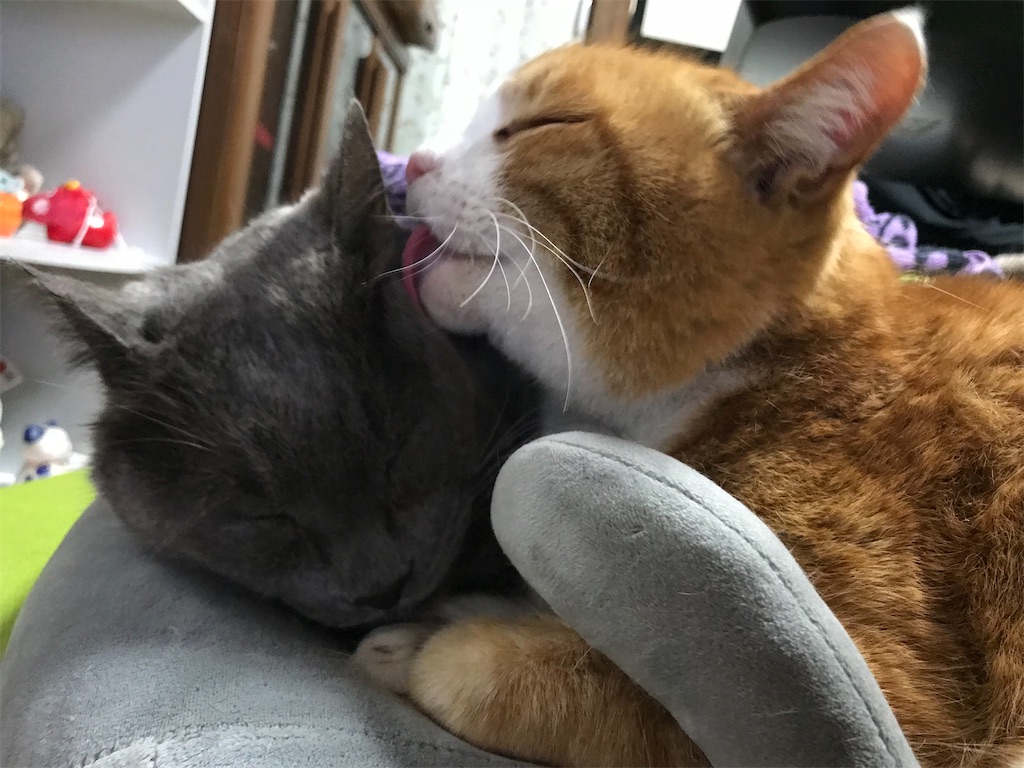 f:id:mitsue-m:20200512012947j:image f:id:mitsue-m:20200512012947j:image