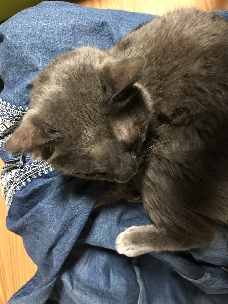 f:id:mitsue-m:20200512013130j:image f:id:mitsue-m:20200512013130j:image