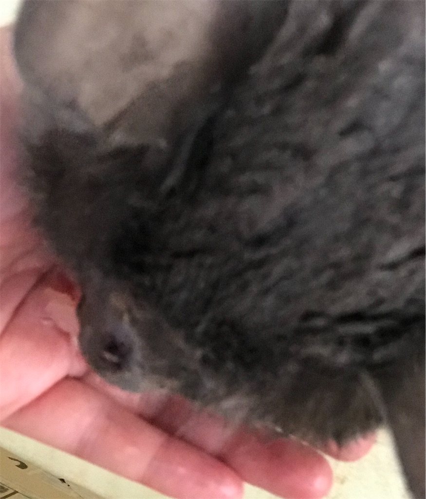 f:id:mitsue-m:20200512013444j:image f:id:mitsue-m:20200512013444j:image