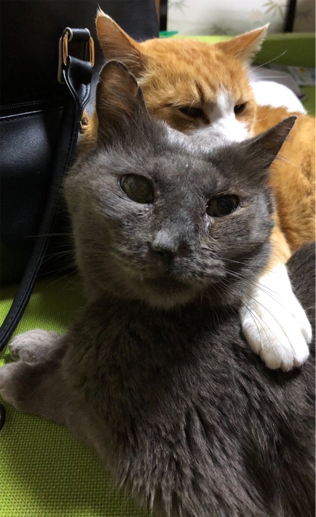 f:id:mitsue-m:20200512014040j:image f:id:mitsue-m:20200512014040j:image