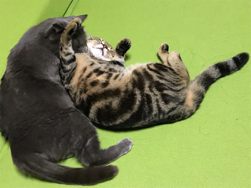 f:id:mitsue-m:20200512015130j:image f:id:mitsue-m:20200512015130j:image