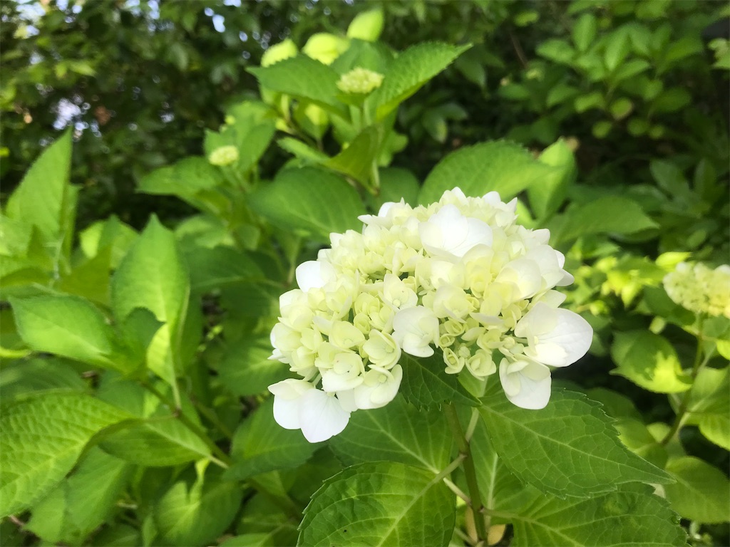 f:id:mitsuho_172:20230601223914j:image f:id:mitsuho_172:20230601223914j:image
