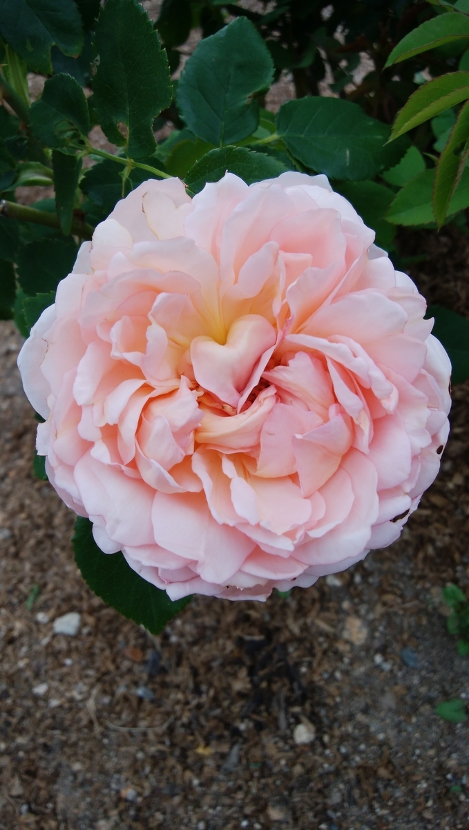 f:id:mitsuki1617:20210524095416j:plain