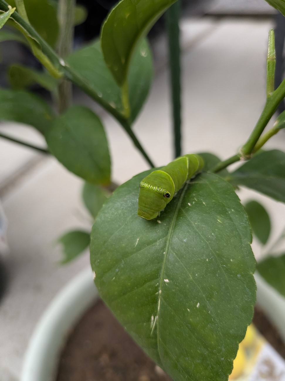 f:id:mitsumame3:20260610061206j:image f:id:mitsumame3:20260610061206j:image