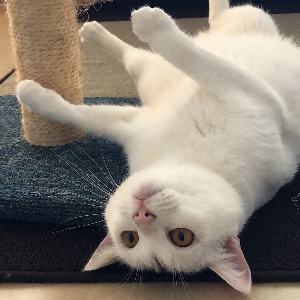 f:id:mitsume_tobesimple:20190610210401j:image f:id:mitsume_tobesimple:20190610210401j:image