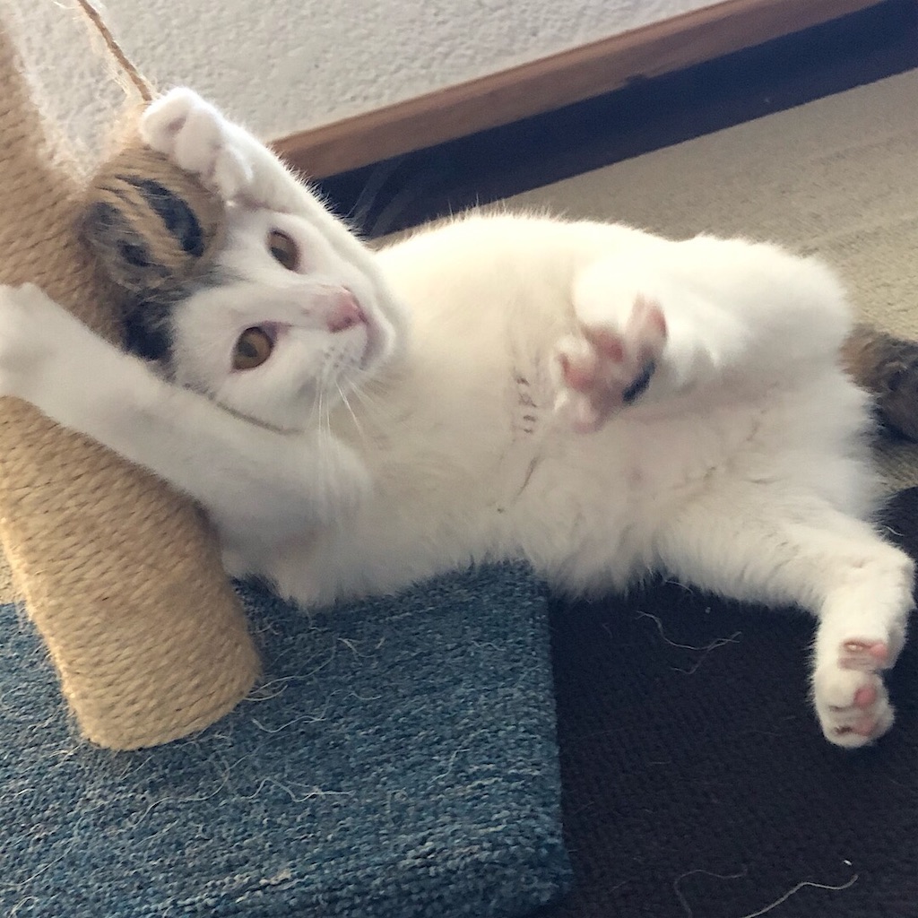 f:id:mitsume_tobesimple:20190617123441j:image f:id:mitsume_tobesimple:20190617123441j:image